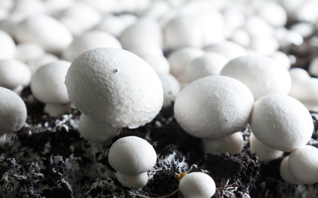 Bringing Modern Farming to Mangalore: White Grove Agri LLP's Mushroom Success
